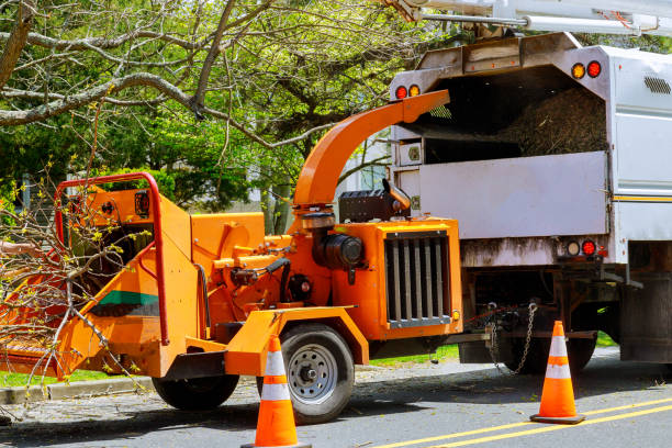 Best Dead Tree Removal  in San Miguel, CA